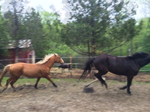 Maggie going over the little jump!