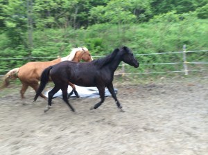 Mac sometimes has to lope to keep up with Maggie!