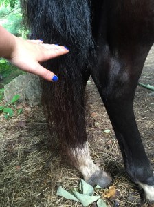 New growth above, and old thickness below.